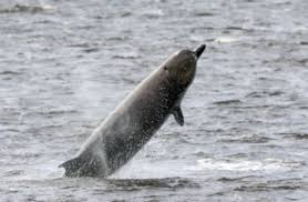 Image result for Hyperoodon ampullatus