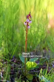 Attēlu rezultāti vaicājumam “Pyrola minor flower”