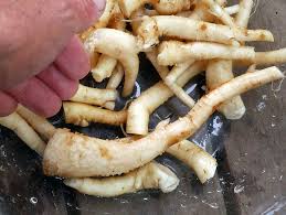 Attēlu rezultāti vaicājumam “Campanula latifolia fruit”