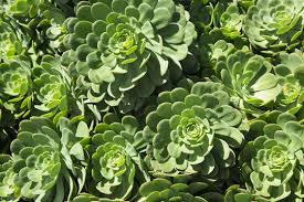 Attēlu rezultāti vaicājumam “Crassulaceae”