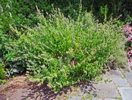Image result for Nepeta cataria