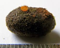 Attēlu rezultāti vaicājumam “Cheilymenia stercorea”