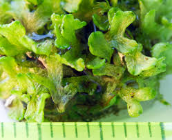 Attēlu rezultāti vaicājumam “Riccia rhenana”