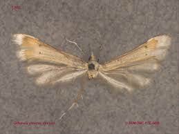 Attēlu rezultāti vaicājumam “Gillmeria pallidactyla”