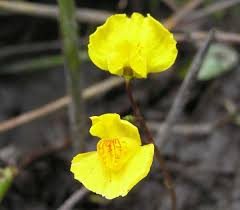 Attēlu rezultāti vaicājumam “Utricularia vulgaris flower”