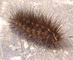 Attēlu rezultāti vaicājumam “Spilosoma lubricipeda”