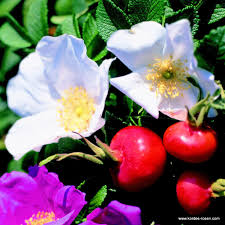 Attēlu rezultāti vaicājumam “Rosa subcanina”