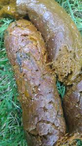 Image result for cestoda excrement dog