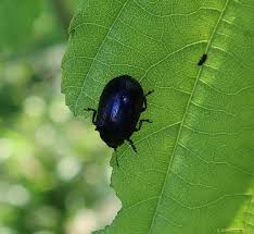 Attēlu rezultāti vaicājumam “Agelastica alni”