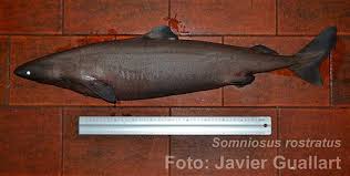 Image result for Somniosus pacificus