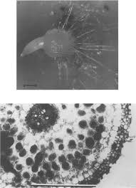 Attēlu rezultāti vaicājumam “Physarum straminipes young”