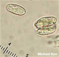 Attēlu rezultāti vaicājumam “Ramaria stricta”