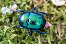 Attēlu rezultāti vaicājumam “Trypocopris vernalis”