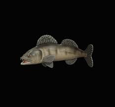 Image result for Sander lucioperca