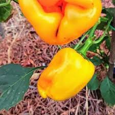 Afbeeldingsresultaat voor topepo giallo sweet pepper