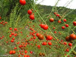 Attēlu rezultāti vaicājumam “Asparagus officinalis fruit”