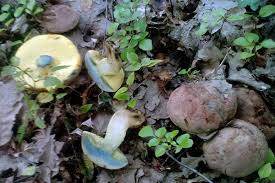 Attēlu rezultāti vaicājumam “Didymium xanthopus spores”