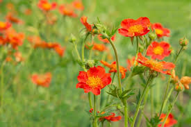 Attēlu rezultāti vaicājumam “Geum”