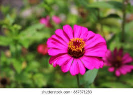 Image result for Zinnia violacea