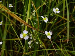 Attēlu rezultāti vaicājumam “Alisma plantago-aquatica flower”