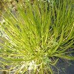 Attēlu rezultāti vaicājumam “Isoetes echinospora leaf”