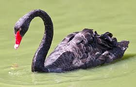 Attēlu rezultāti vaicājumam “Cygnus atratus”