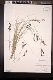 Attēlu rezultāti vaicājumam “Juncus compressus”