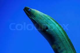 Image result for Gymnothorax funebris