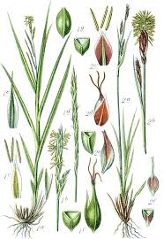 Attēlu rezultāti vaicājumam “Carex chordorhiza”