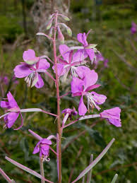 Image result for Epilobium angustifolium