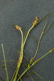 Attēlu rezultāti vaicājumam “Potamogeton trichoides”