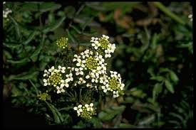 Image result for Rorippa nasturtium-aquaticum