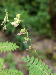 Attēlu rezultāti vaicājumam “Astragalus arenarius leaf”
