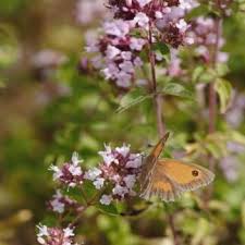 Attēlu rezultāti vaicājumam “Origanum vulgare bud”