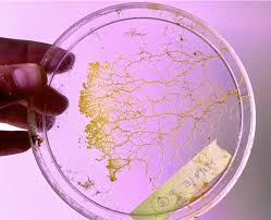 Attēlu rezultāti vaicājumam “Physarum luteolum young”