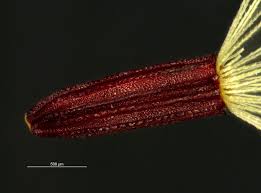 Attēlu rezultāti vaicājumam “Pilosella aurantiaca”