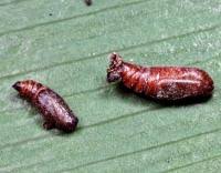 Attēlu rezultāti vaicājumam “Pareulype berberata”