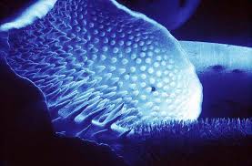 Attēlu rezultāti vaicājumam “Physarum auriscalpium sessile”