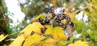 Attēlu rezultāti vaicājumam “Kalopanax septemlobus”