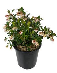 Attēlu rezultāti vaicājumam “Vaccinium vitis-idaea”