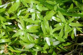 Attēlu rezultāti vaicājumam “Callitriche cophocarpa leaf”