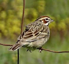 Image result for Chondestes grammacus