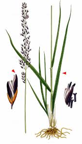 Attēlu rezultāti vaicājumam “Molinia caerulea leaf”