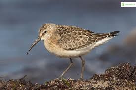 Attēlu rezultāti vaicājumam “Calidris ferruginea adult”