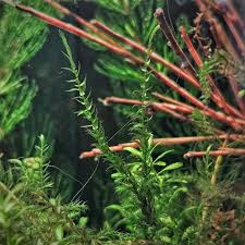 Attēlu rezultāti vaicājumam “Warnstorfia fluitans”