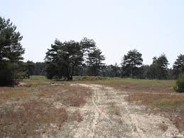 Attēlu rezultāti vaicājumam “Nothorhina punctata”