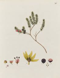 Attēlu rezultāti vaicājumam “Empetrum nigrum flower”