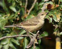 Attēlu rezultāti vaicājumam “Sylvia nisoria”