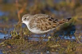 Attēlu rezultāti vaicājumam “Calidris minuta”