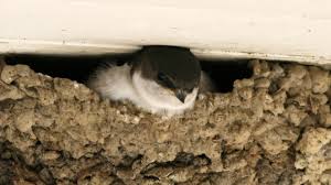 Attēlu rezultāti vaicājumam “Delichon urbicum nest”